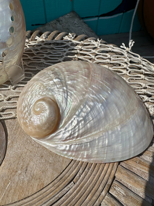 Pearl Abalone Shell
