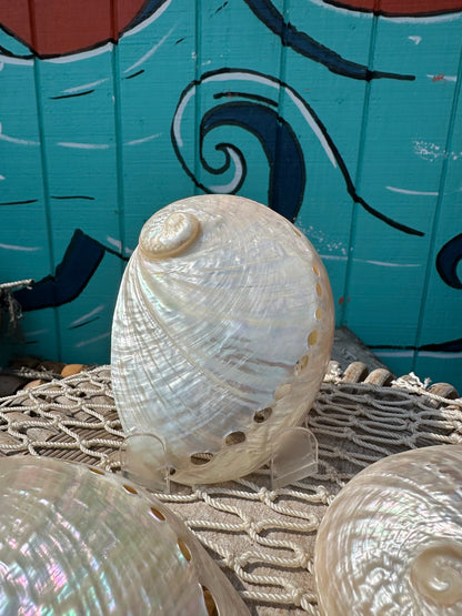 Pearl Abalone Shell