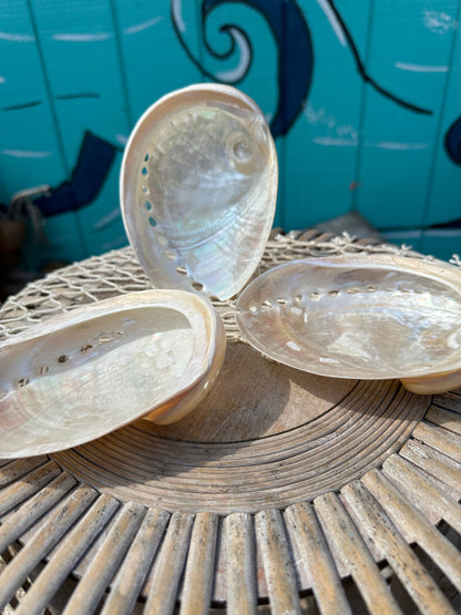 Pearl Abalone Shell