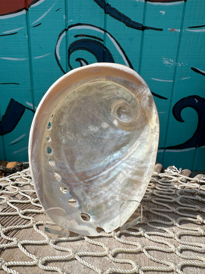 Pearl Abalone Shell