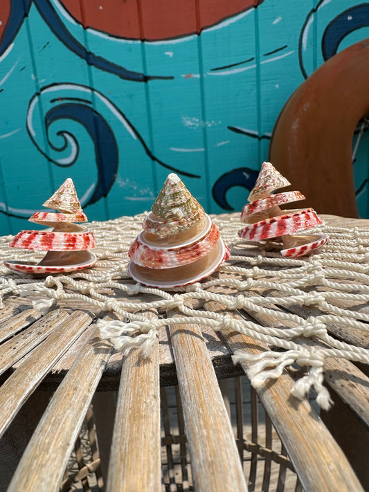 Spiral Cut Strawberry Trochus