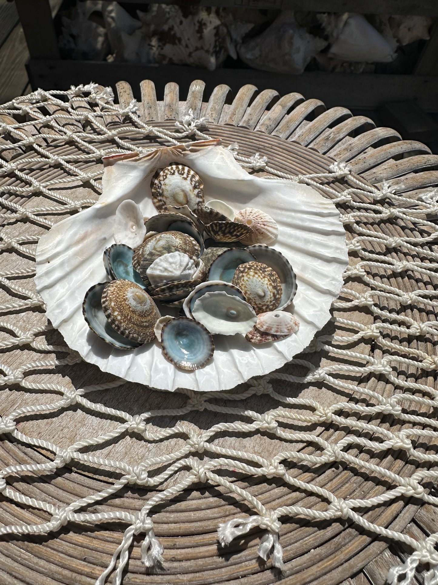 Mixed Limpet Shells Crafting Lot