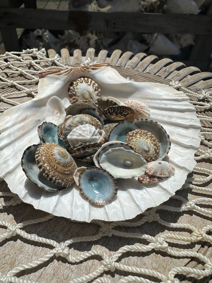 Mixed Limpet Shells Crafting Lot