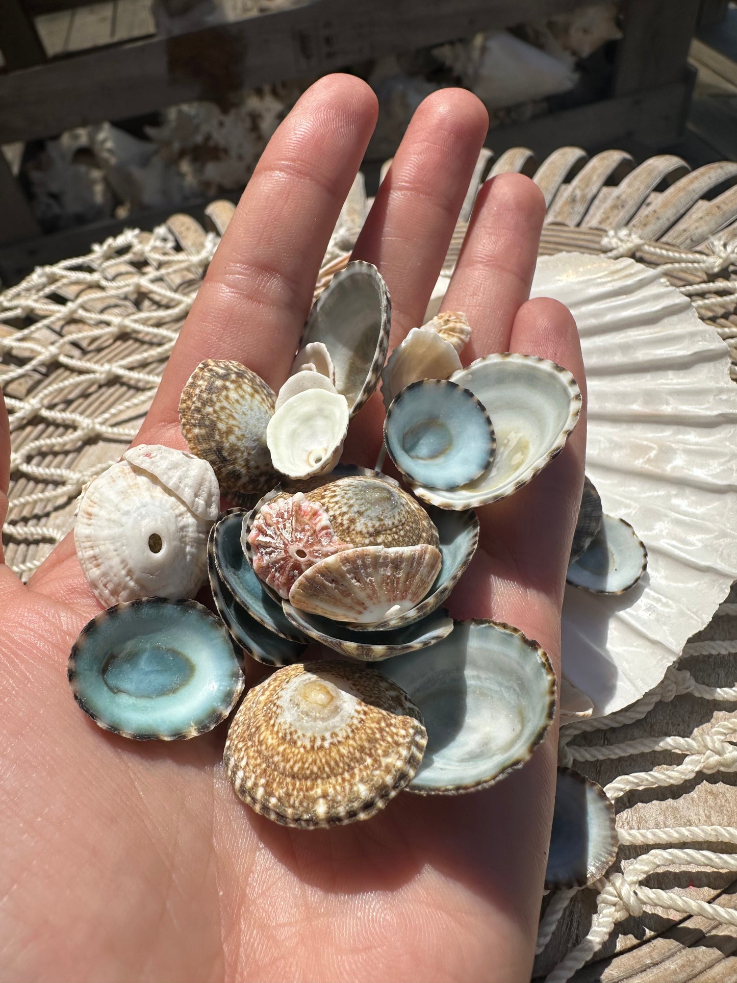 Mixed Limpet Shells Crafting Lot