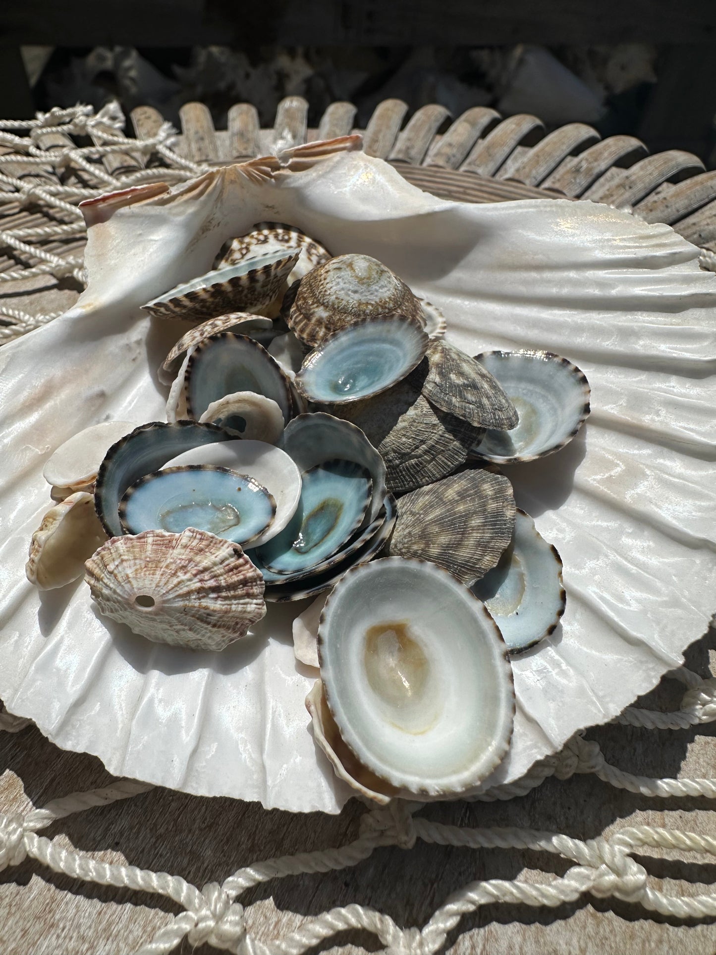Mixed Limpet Shells Crafting Lot