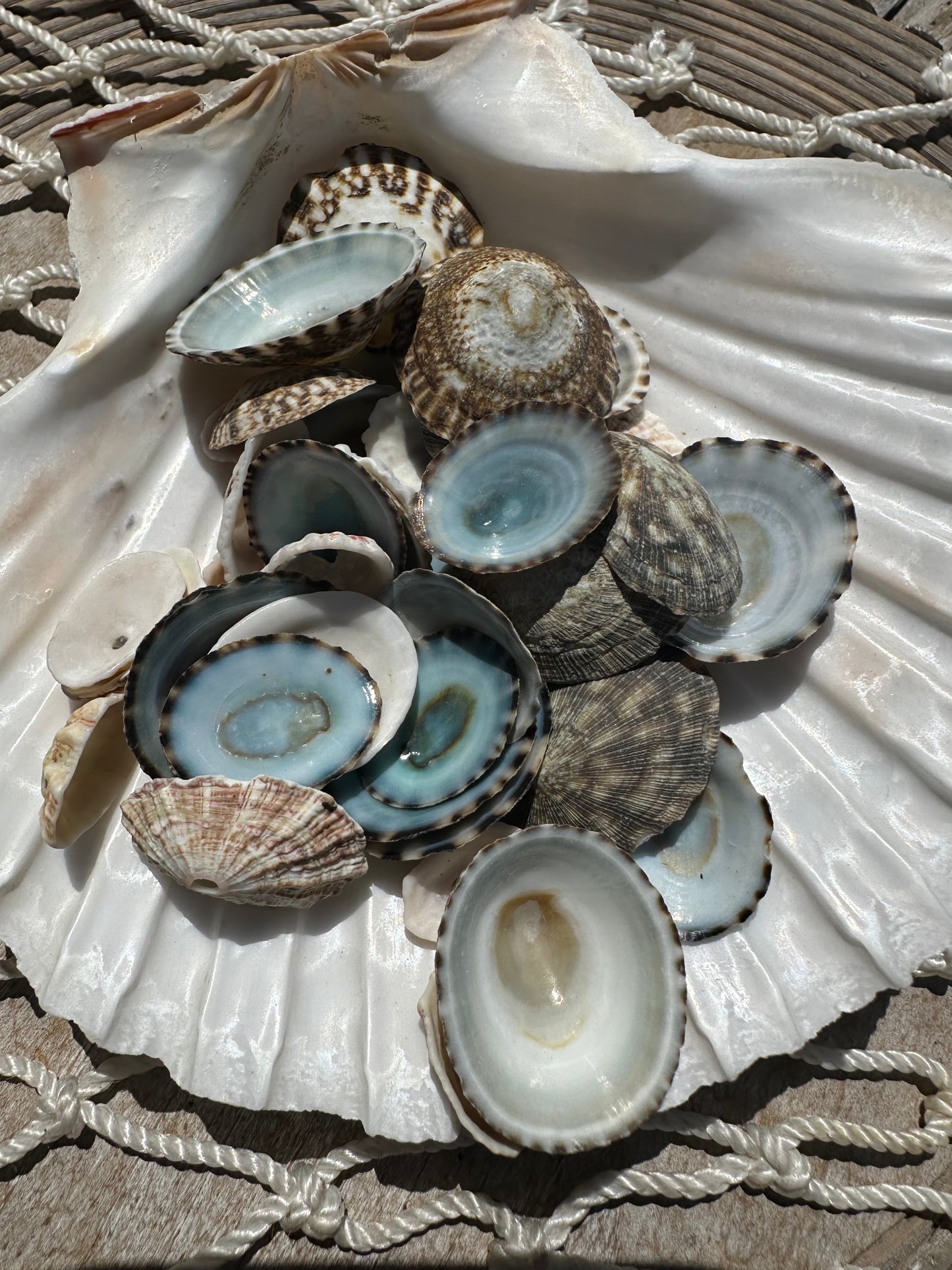 Mixed Limpet Shells Crafting Lot