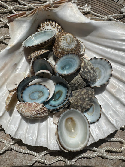 Mixed Limpet Shells Crafting Lot