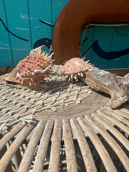Hammer Wing Oyster Spondylus Clam Shell