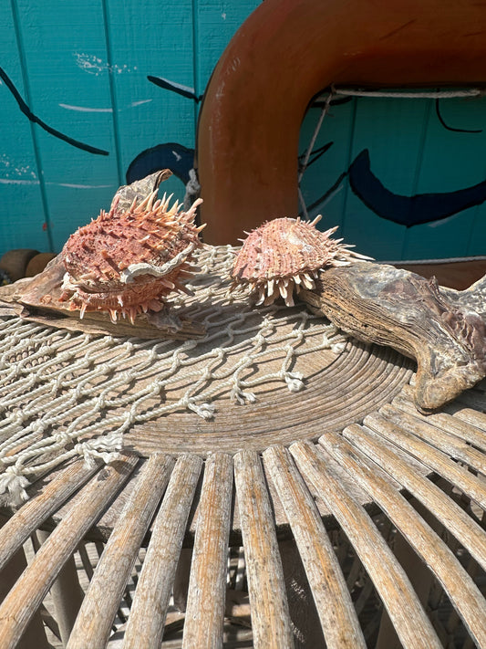 Hammer Wing Oyster Spondylus Clam Shell