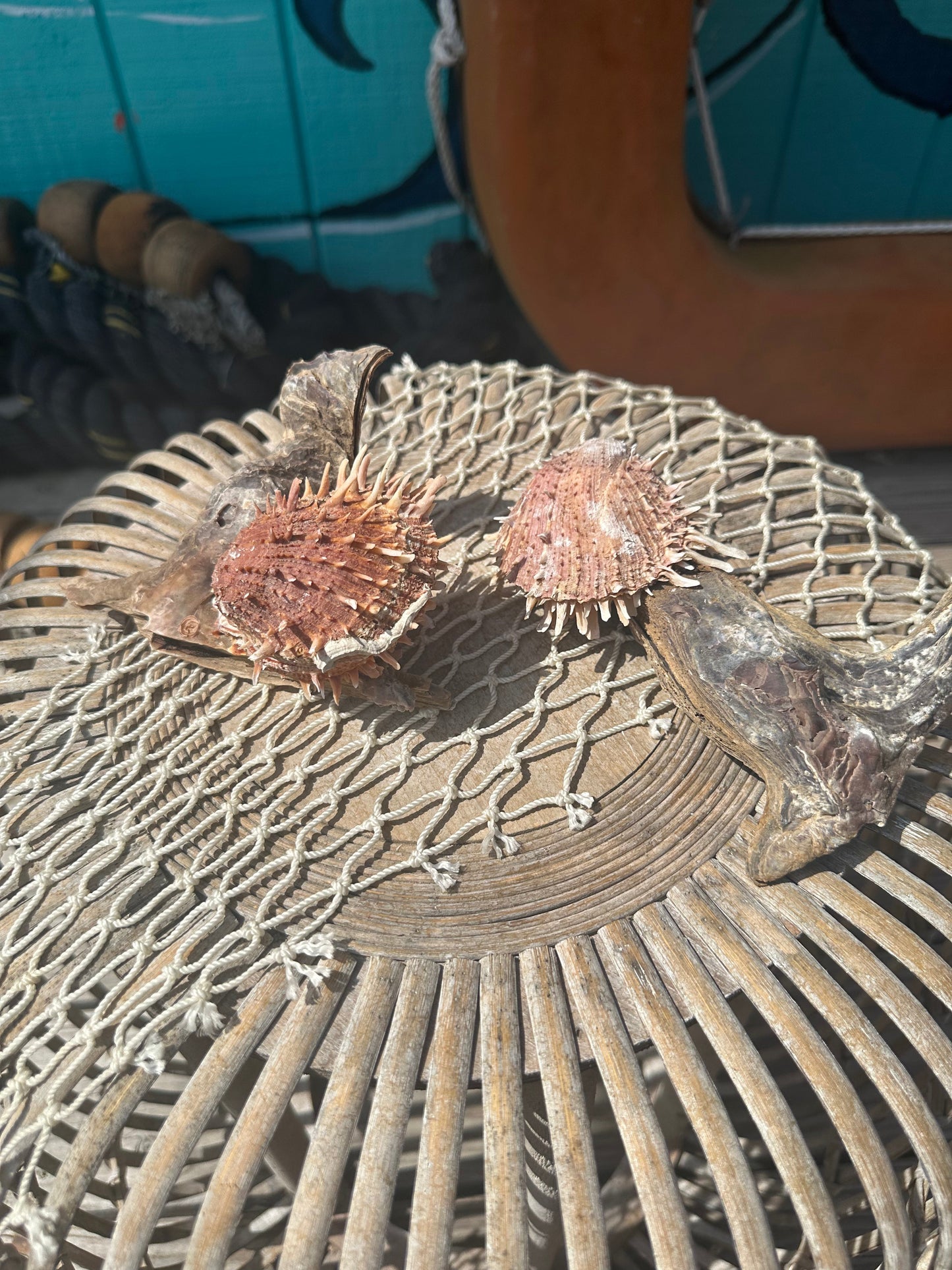 Hammer Wing Oyster Spondylus Clam Shell