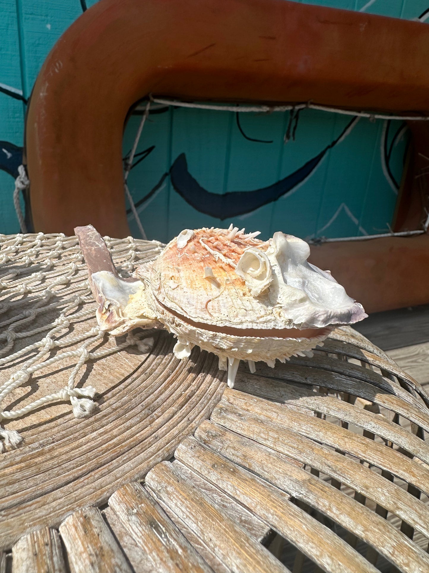 Hammer Wing Oyster Spondylus Clam Shell