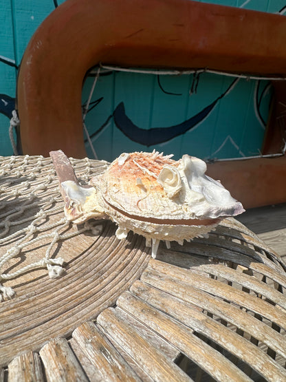 Hammer Wing Oyster Spondylus Clam Shell