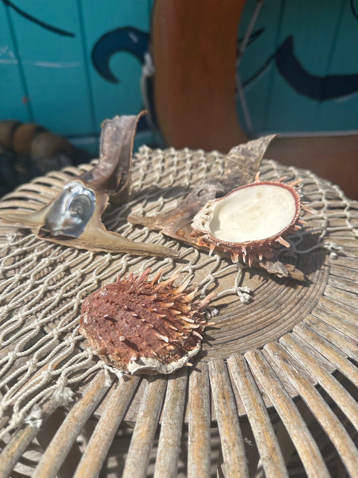 Hammer Wing Oyster Spondylus Clam Shell