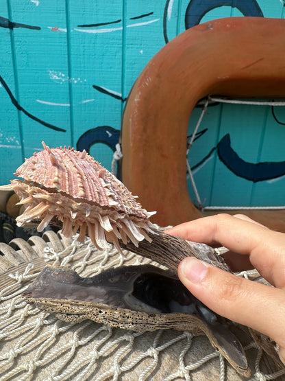 Hammer Wing Oyster Spondylus Clam Shell