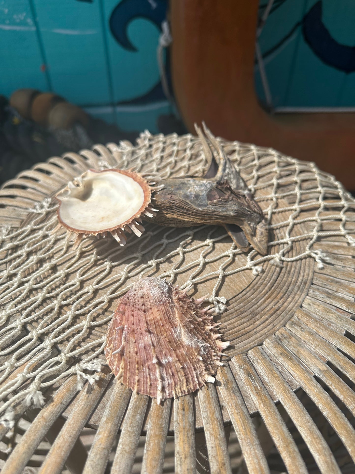 Hammer Wing Oyster Spondylus Clam Shell