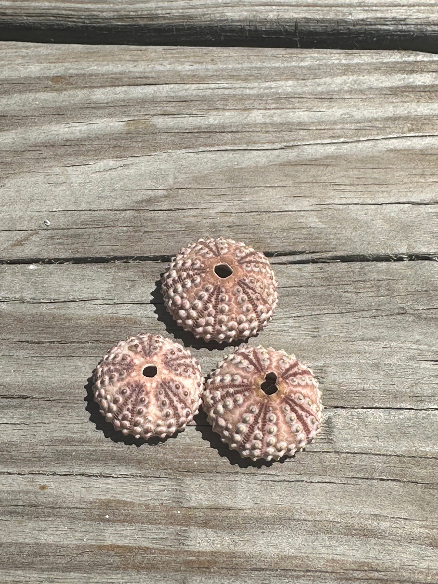 Abracia lixula Black Sea Urchin Shell