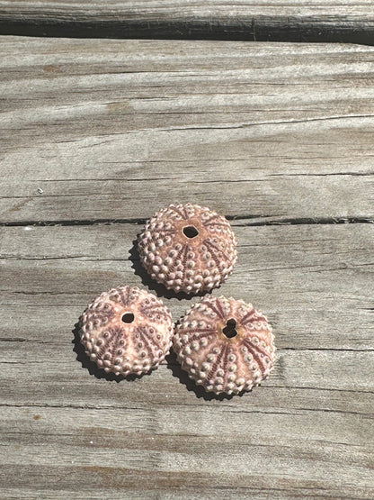 Abracia lixula Black Sea Urchin Shell