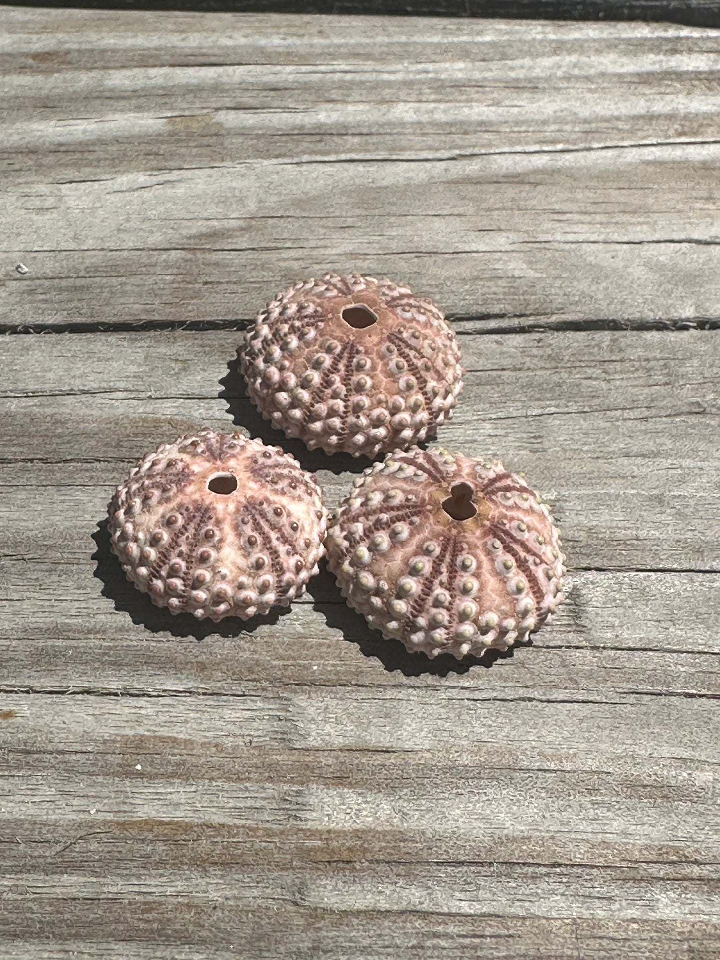 Abracia lixula Black Sea Urchin Shell