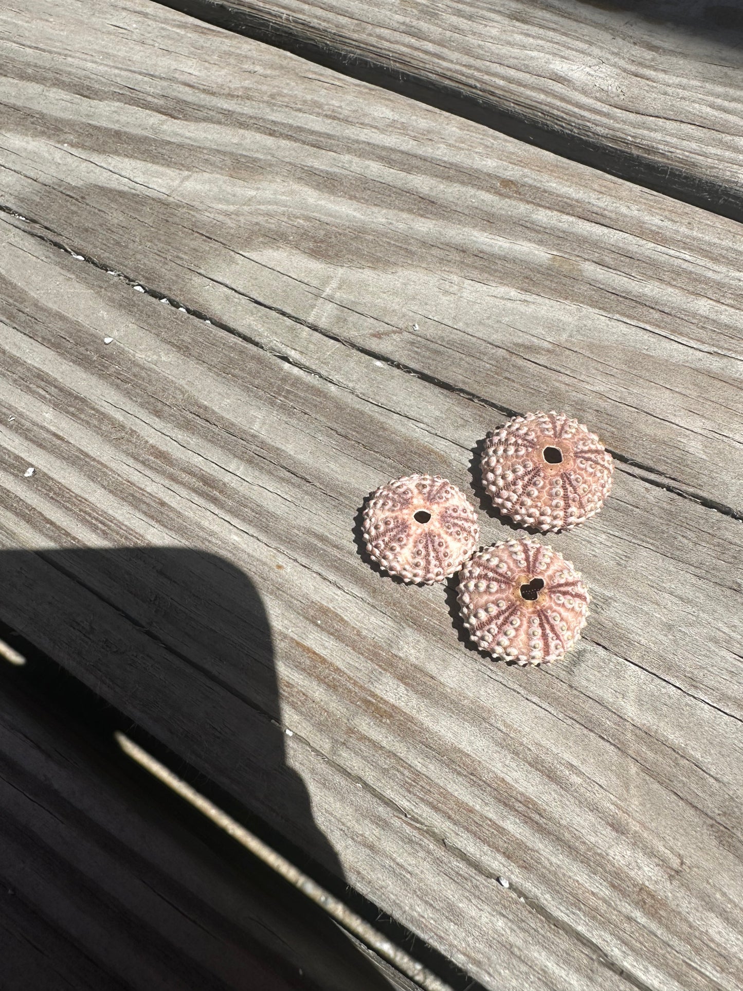 Abracia lixula Black Sea Urchin Shell