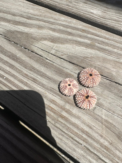 Abracia lixula Black Sea Urchin Shell