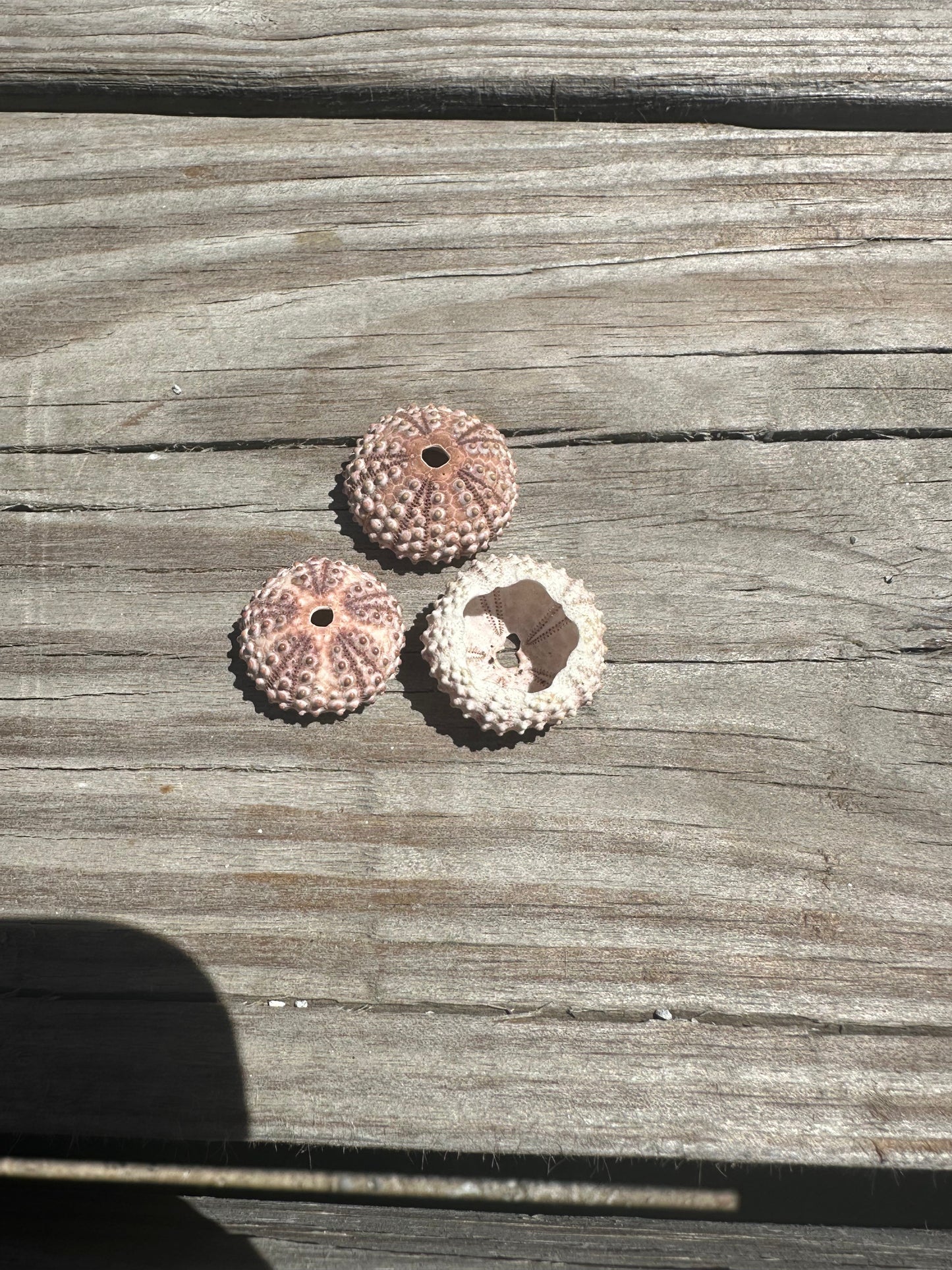 Abracia lixula Black Sea Urchin Shell