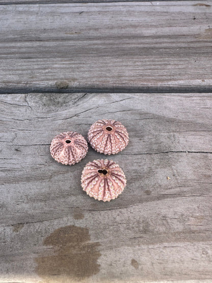 Abracia lixula Black Sea Urchin Shell