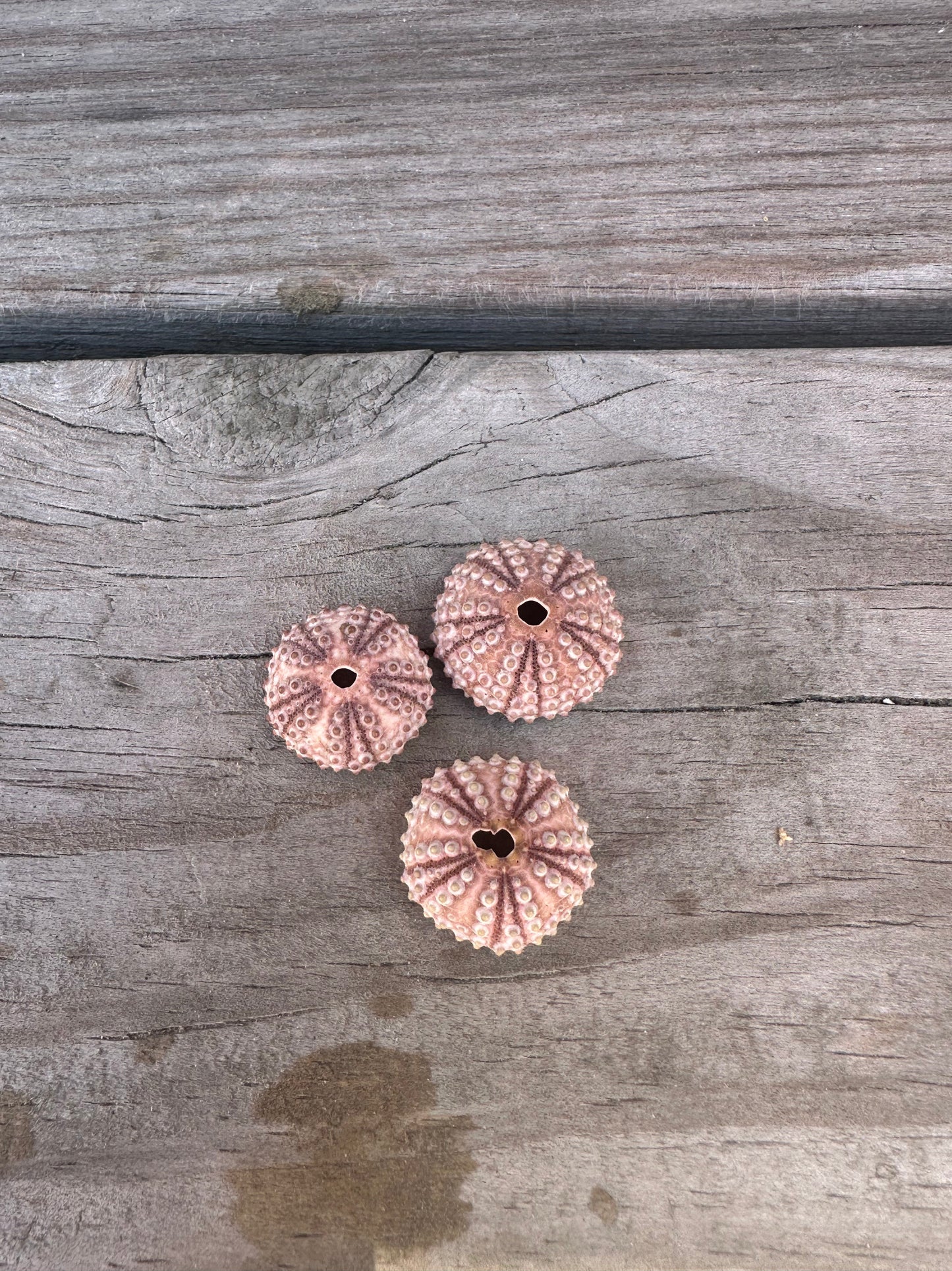 Abracia lixula Black Sea Urchin Shell