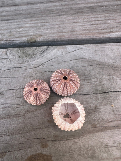 Abracia lixula Black Sea Urchin Shell