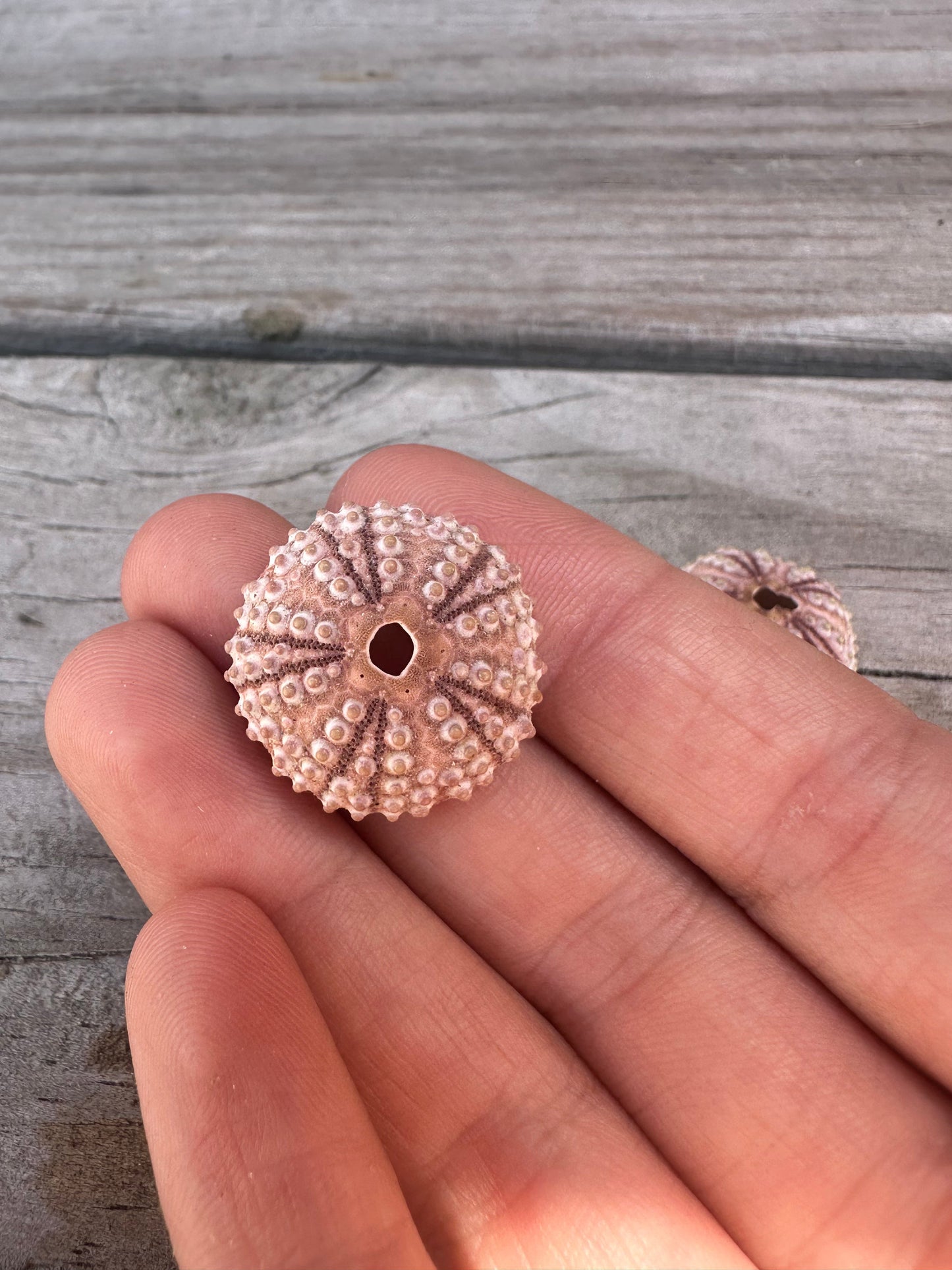 Abracia lixula Black Sea Urchin Shell