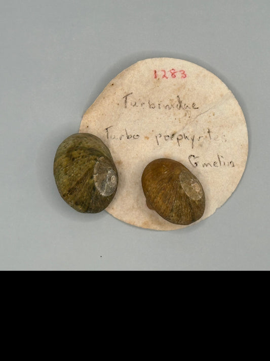 Lunella Cinerea with Operculum & Documentation Duo-Mission Beach 1965