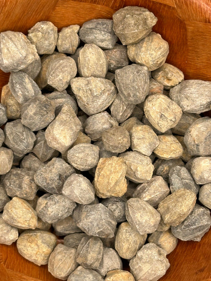 Pentremites Blastoid Fossils 0.5"–1" | Ancient Marine Fossils for Display or Collection