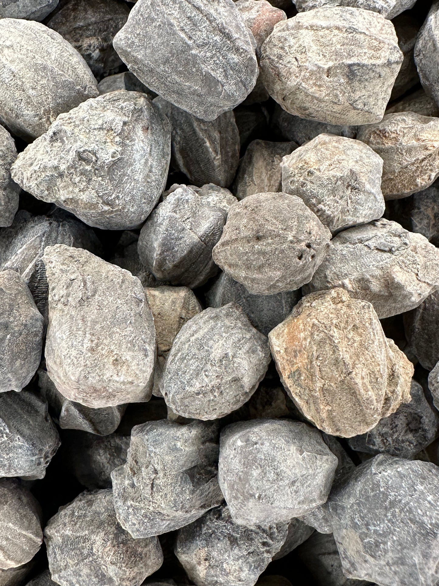 Pentremites Blastoid Fossils 0.5"–1" | Ancient Marine Fossils for Display or Collection