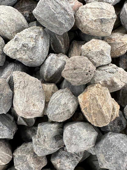 Pentremites Blastoid Fossils 0.5"–1" | Ancient Marine Fossils for Display or Collection