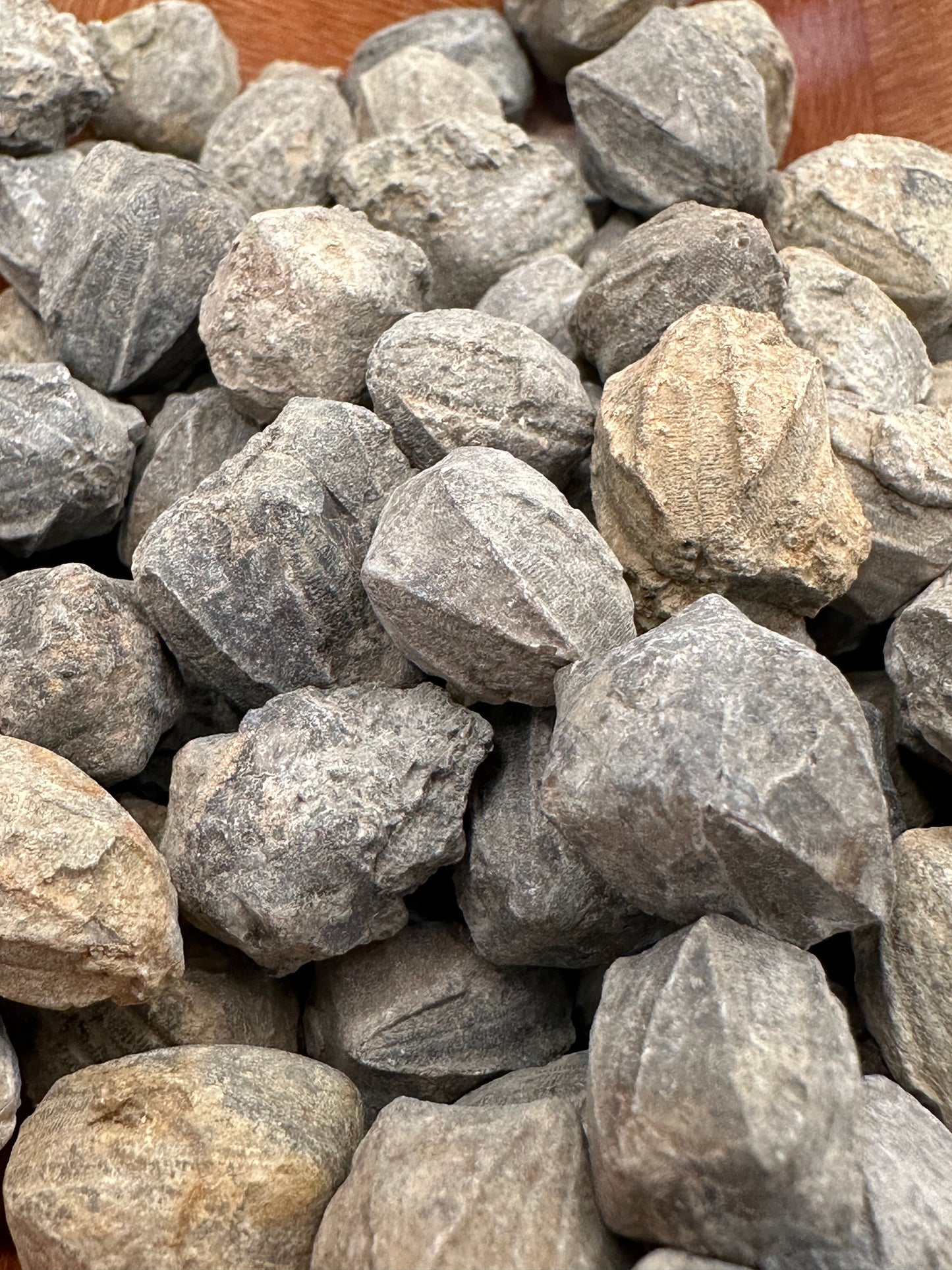 Pentremites Blastoid Fossils 0.5"–1" | Ancient Marine Fossils for Display or Collection