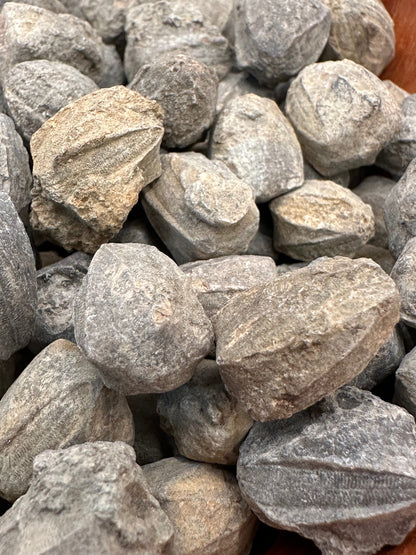 Pentremites Blastoid Fossils 0.5"–1" | Ancient Marine Fossils for Display or Collection