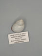 Helicostyla Agle Land Snail Shell with Documentation – Philippines Display Shell 1.5”