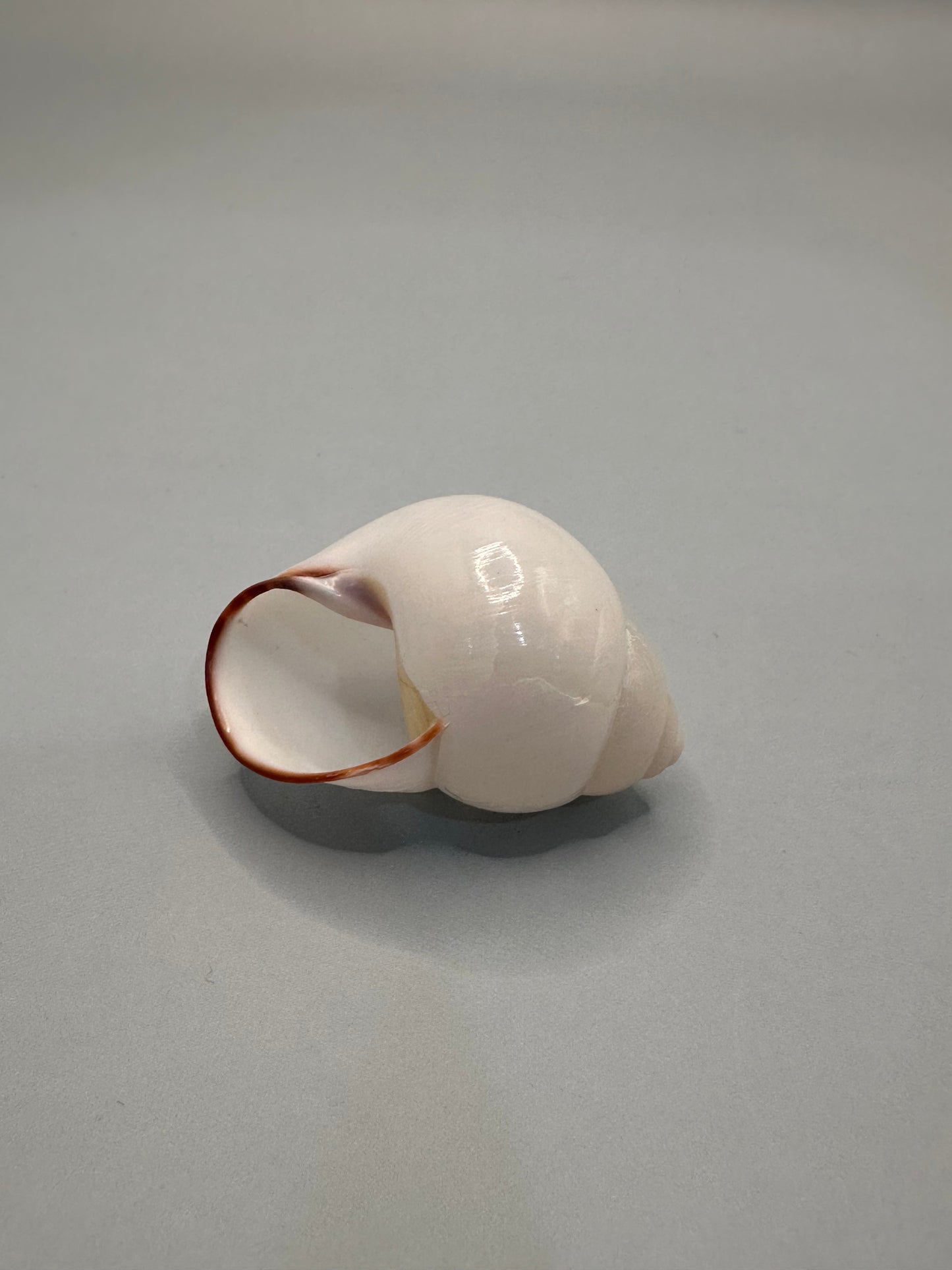 Helicostyla Agle Land Snail Shell with Documentation – Philippines Display Shell 1.5”