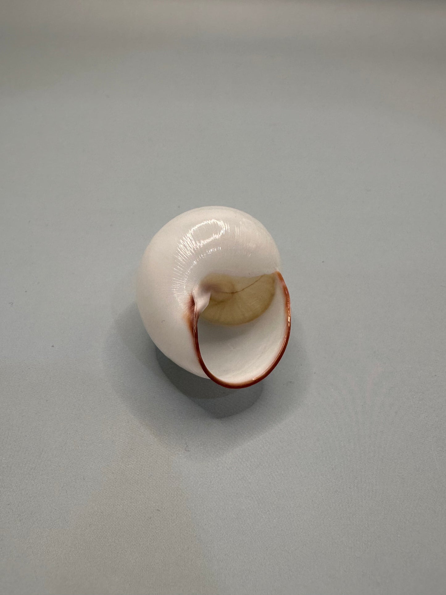 Helicostyla Agle Land Snail Shell with Documentation – Philippines Display Shell 1.5”