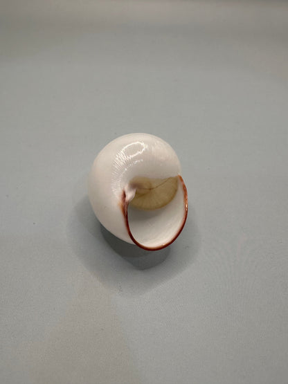 Helicostyla Agle Land Snail Shell with Documentation – Philippines Display Shell 1.5”