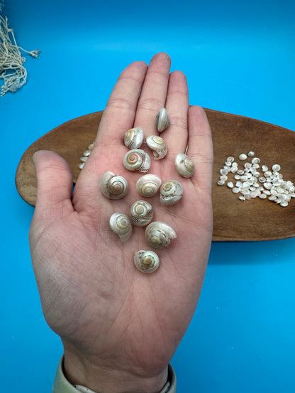 Pearl Umbonium Button Snail Shells