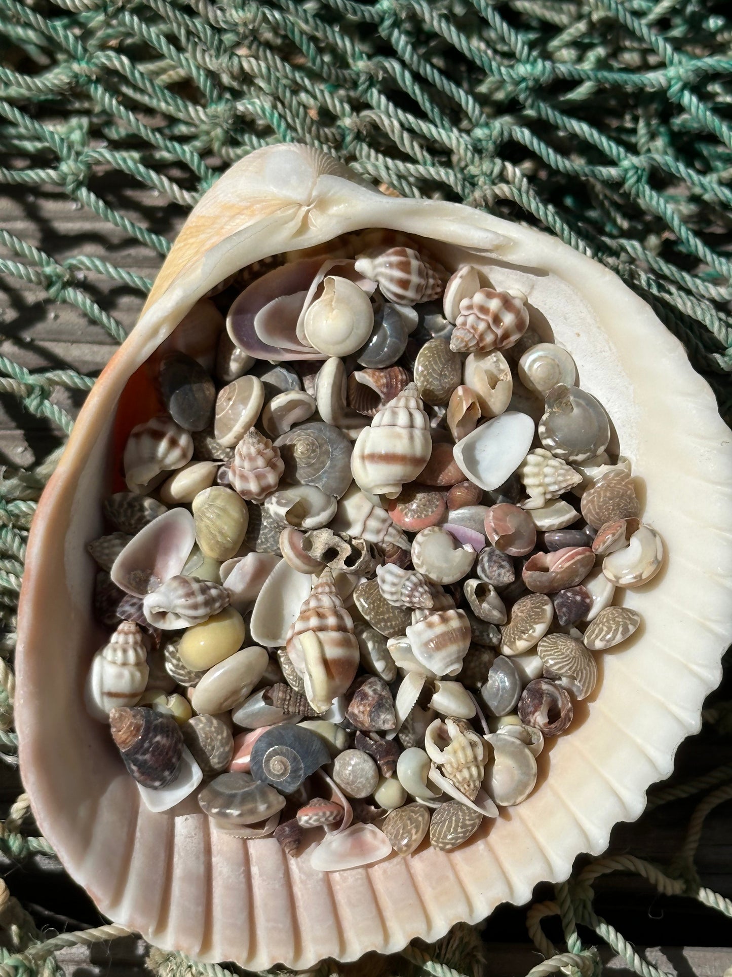 Small Natural Shell Craft Mix