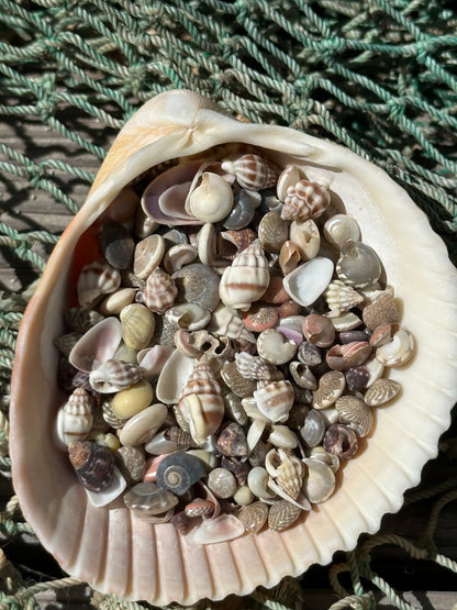 Small Natural Shell Craft Mix
