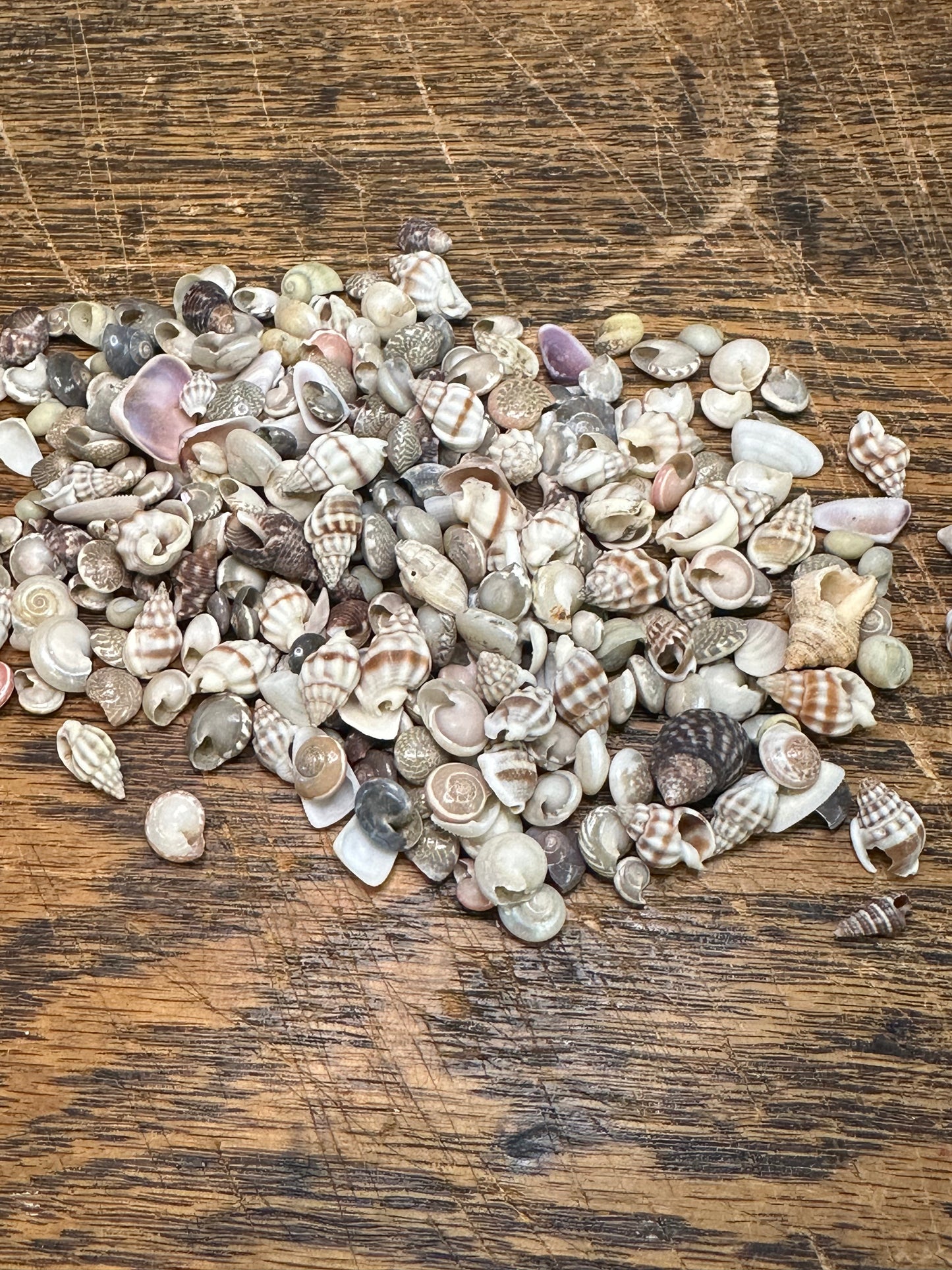 Small Natural Shell Craft Mix
