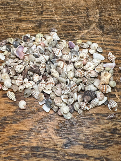 Small Natural Shell Craft Mix