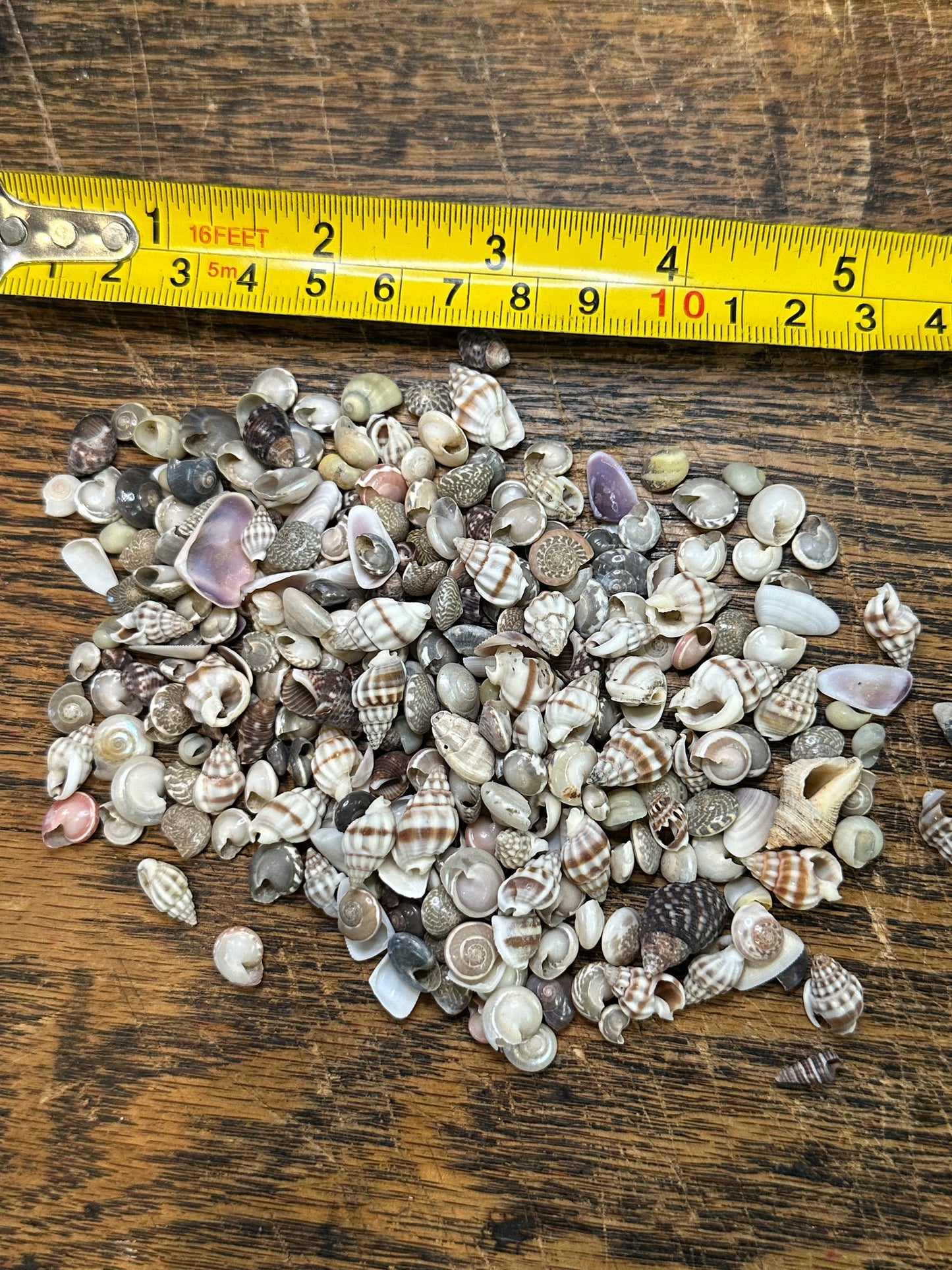 Small Natural Shell Craft Mix