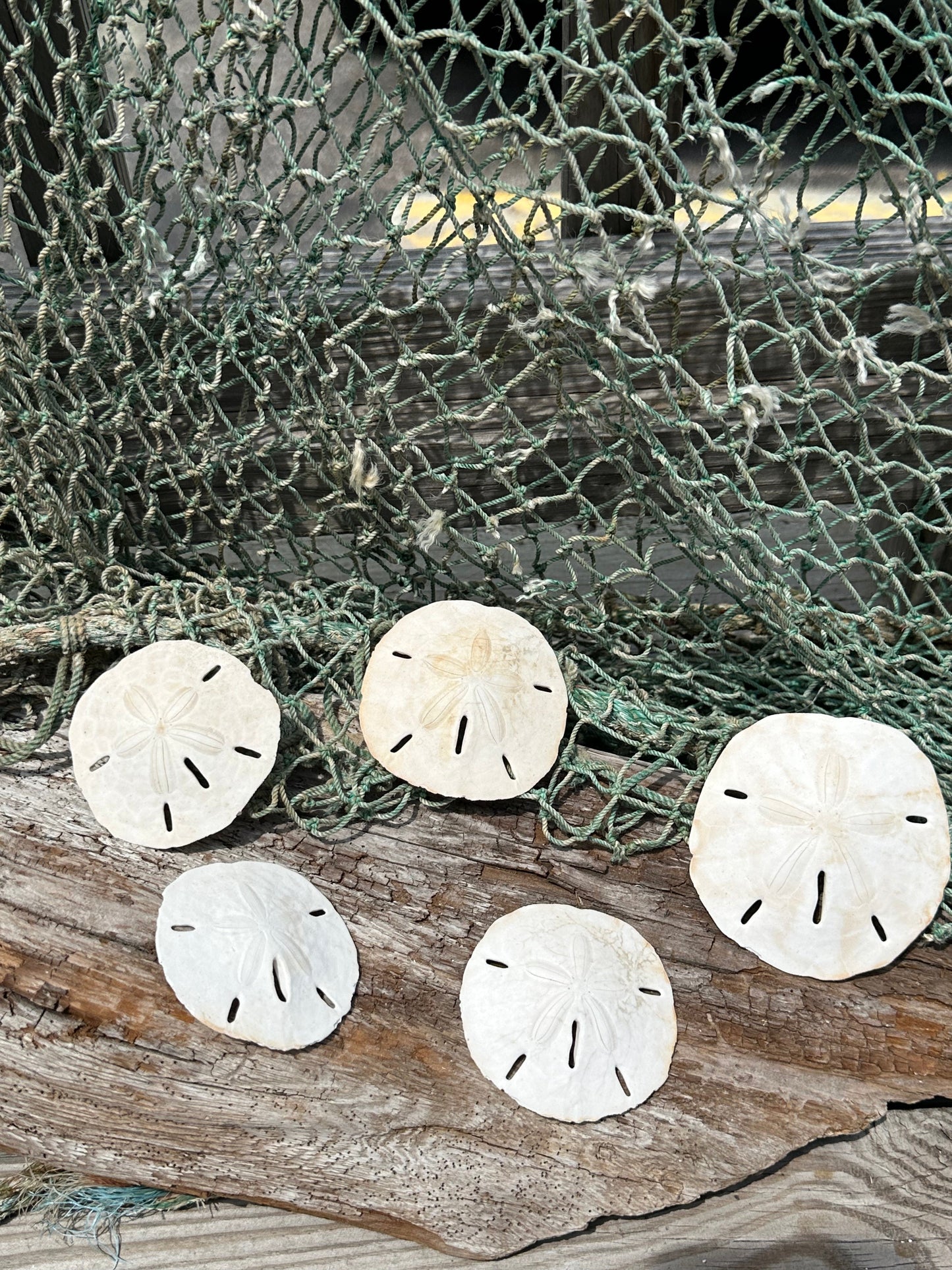 Loose White Sand Dollar Shells *Unbleached*
