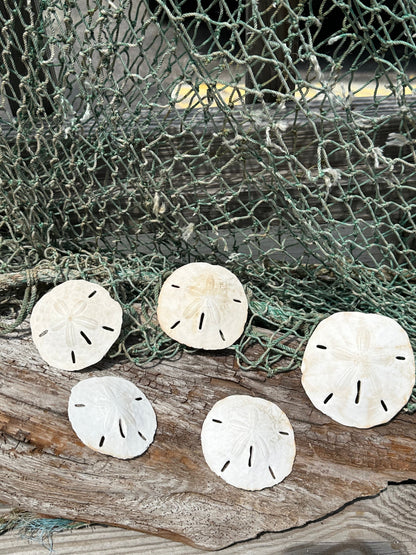 Loose White Sand Dollar Shells *Unbleached*