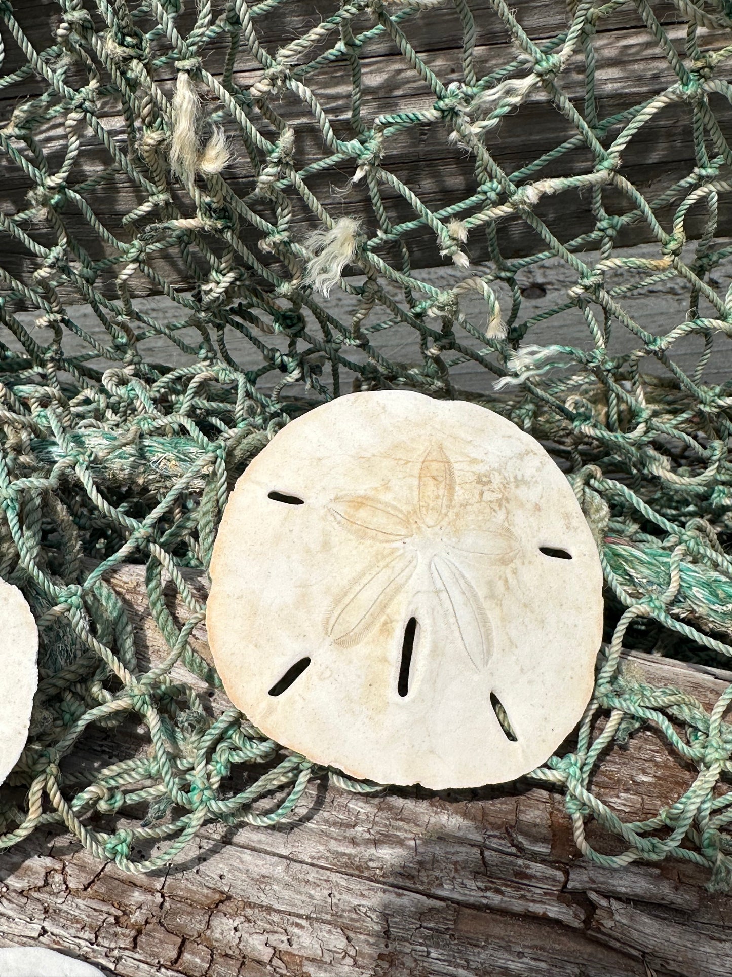Loose White Sand Dollar Shells *Unbleached*