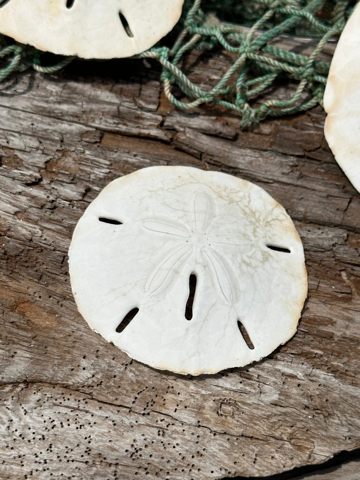 Loose White Sand Dollar Shells *Unbleached*