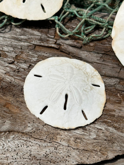 Loose White Sand Dollar Shells *Unbleached*
